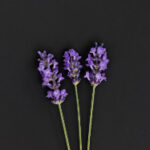 NBA夏季联赛火热开播,全程直播点燃篮球激情 4okv6g54