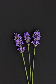 NBA夏季联赛火热开播，全程直播点燃篮球激情